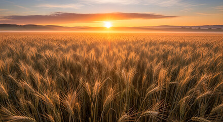 Obraz premium A vast golden wheat field glowing under the warm dramatic light of a beautiful sunrise over the horizon.