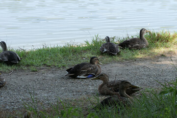 舎人公園にて、池のそばで休んでいるカモ