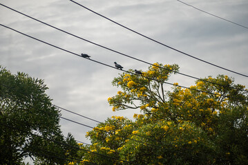 Birds Perched on Power Lines in Nature
