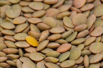 lentil