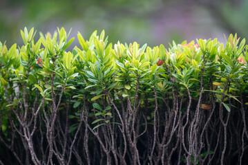 Green Shrub Branches with Fresh Leaves