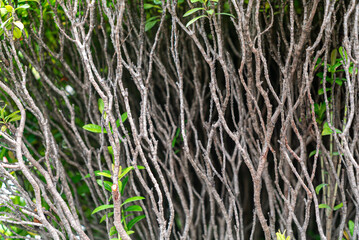 Branches with Green Leaves Texture Background
