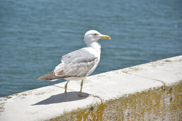 seagull on the pier