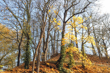 Vibrant Autumn Park Landscape with Trees and Grass