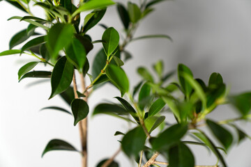 Fresh green ficus leaves on branches in bright natural light, perfect minimalist indoor plant background for eco lifestyle, home decor, biophilic design, and sustainable living concepts.