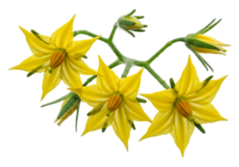 Cluster of yellow tomato blossoms isolated on transparent background