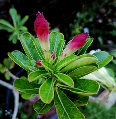 red adenium flower buds that are about to bloom
