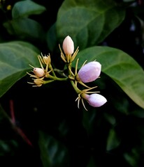Jasmine flower buds have a distinctive fragrance