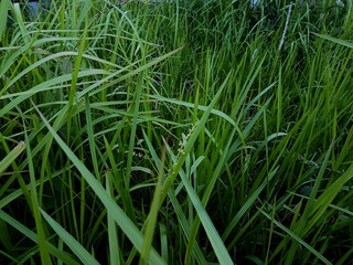 alang alang grass grows abundantly in the rainy season
