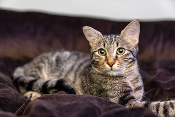 Naklejka premium Cat sleeping, lying, relaxing, looking, resting in a dog bed. giant cat bed or pillow. pet ownership, pet friendship. Cat Relaxing in Soft Dog Bed Indoors. For Pet Care or Animal Lovers Concept