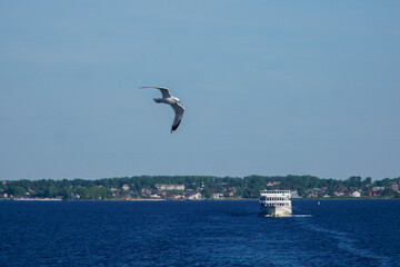 Seagull in the sky above the water against the backdrop of a ship and the coast.