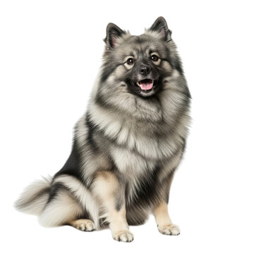 A majestic keeshond dog posed against a stark black background