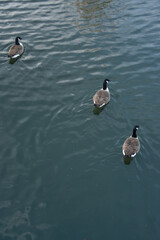 ducks in a pond