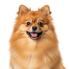 Obraz premium Happy pomeranian dog with fluffy orange fur on black background