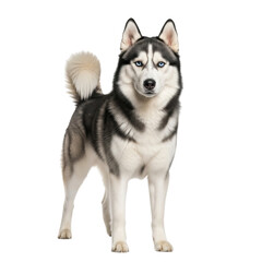 Fototapeta premium Majestic siberian husky standing proudly against a black background