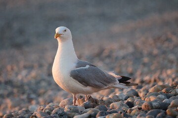 la mouette