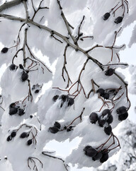 Snow-Covered Branches with Dark Berries