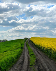 Obraz premium Dirt Road Between Green and Yellow Fields