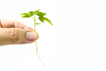 Young plant &ndash; new life concept and health environment on a white