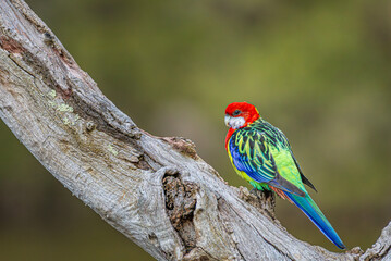 Eastern rosella on a branch