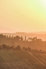 Wonderful landscape of the hills in summer during sunset, with silhouettes of high trees in a row on the horizon line.