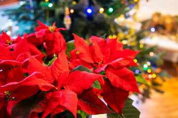 Red poinsettia flowers decorating a Christmas tree during festive season