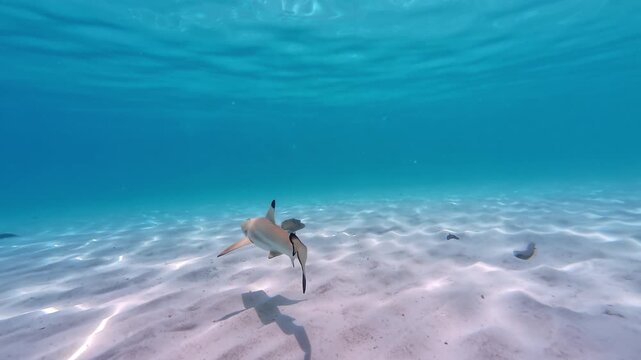 Blacktip reef shark turn and swimming away peacefully in shallow, crystal clear turquoise water over sandy seabed in Perhentian Islands, Malaysia, captivating underwater follow shot by action camera
