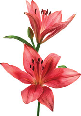 Lily Flower