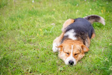 sleeping dog on a green lawn, copy space, Mongrel dog enjoying a peaceful moment on lush green grass in a sunny outdoor setting with a friend nearby