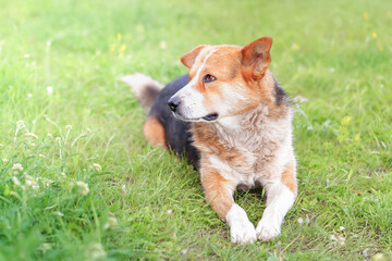 Mongrel dog resting peacefully on a sunny grass patch in a friendly outdoor environment