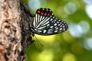 樹液を吸うアカボシゴマダラ蝶