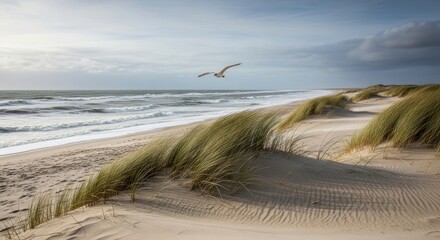 Tranquil beach scene with dunes and a bird in flight. Vast sandy dunes meet a wave-washed beach, with tall grass gently swaying in the breeze. A seagull soars above. Soft light bathes the scene