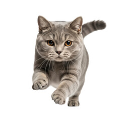 Obraz premium British shorthair cat leaping forward with intense focus