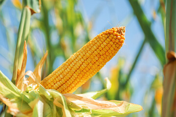Close-up of ripe yellow corn cob on plant in summer field under blue sky.