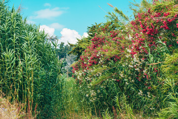 Dense oleander bushes in bloom with red and white flowers surrounded by tall wild grass and reeds under a bright blue sky. Captured in a rural area of Halkidiki, Greece.