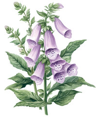 Watercolor illustration of purple foxglove flowers with green leaves on white background © Cetin
