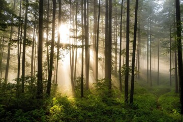 Naklejka premium 森, 木, 自然, かすみ, 当惑, 風景, 太陽, 霧の, 光, 秋, 緑, パス, 太陽光, モーニング,