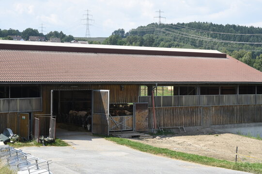 Rinderstall