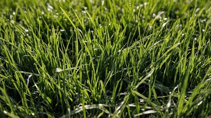 Obraz premium Lush green grass glistening with morning dew in a serene outdoor setting.