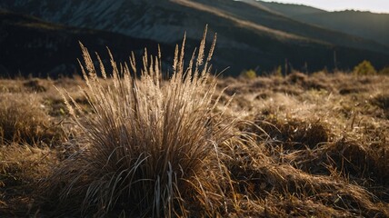 Fototapeta premium Close-up of golden grass in a sunlit meadow, creating a serene atmosphere amidst the mountains.