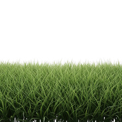 Fototapeta premium Green wheat field isolated on transparent background