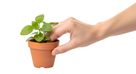 Hand Gently Tending a Small Potted Plant with Lush Green Leaves.