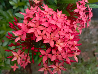red flowers in the garden
