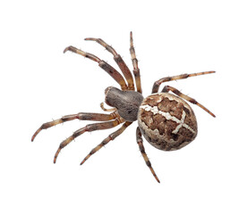 Spider detailed environment unique perspective isolated on transparent background, png