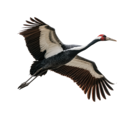 Graceful crane in flight natural habitat wildlife aerial view isolated on transparent background, png