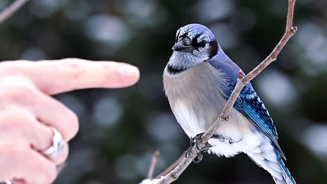 Curious blue jay on a branch interacts with a human hand in winter