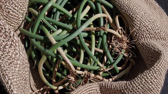 Green garlic scapes freshly picked, curling within weathered burlap, organic roots peeking out, waiting for kitchen preparation or pickling