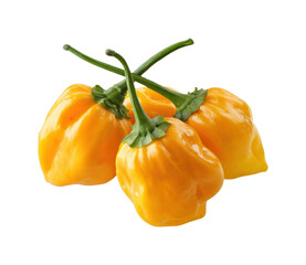 Harvesting yellow habanero peppers in a garden view isolated on transparent background, png