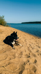 Dog relaxing on sandy beach by the water under clear blue sky during sunny day