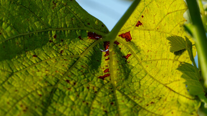 Close-up of green grape leaves.